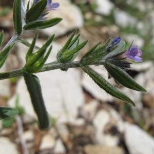  - Lithospermum arvense subsp. incrassatum (Guss.) Ball [1878]