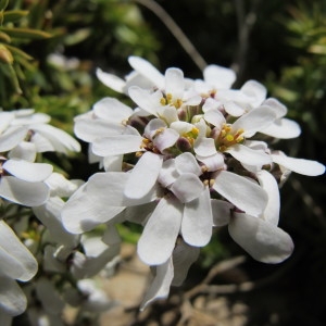 Iberis saxatilis Asso (Ibéris à feuilles ciliées)