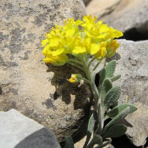 Alyssum flexicaule Jord.
