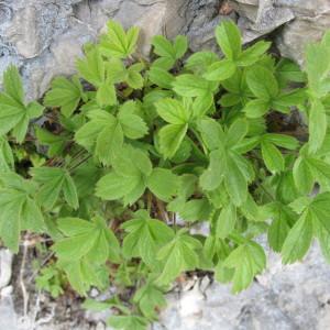  - Potentilla caulescens L. [1756]