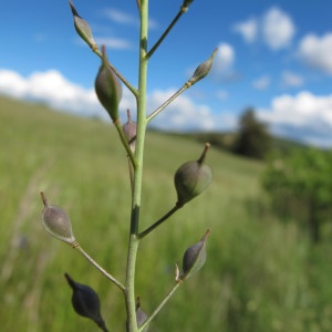 Camelina sativa subsp. microcarpa (Andrz. ex DC.) Bonnier (Caméline à petits fruits)