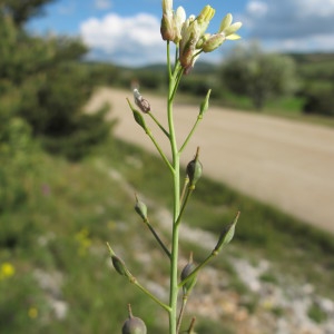  - Camelina microcarpa Andrz. ex DC. [1821]