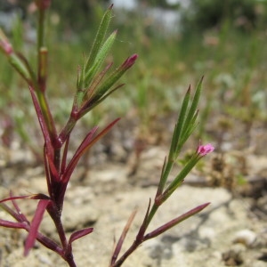 Photographie n°209167 du taxon Velezia rigida L. [1753]