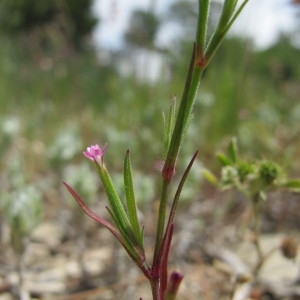 Photographie n°209168 du taxon Velezia rigida L. [1753]