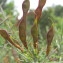  Hugues Tinguy - Genista scorpius (L.) DC. [1805]