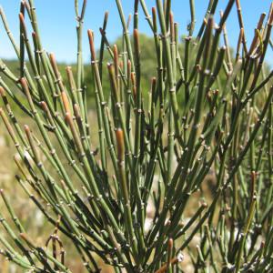  - Ephedra nebrodensis Tineo [1844]