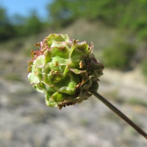 Poterium spachianum Coss. (Pimprenelle à fruits verruqueux)