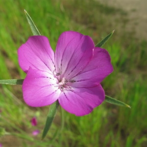 Photographie n°209192 du taxon Agrostemma githago L. [1753]