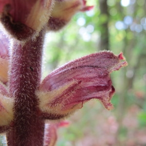  - Orobanche gracilis Sm. [1798]