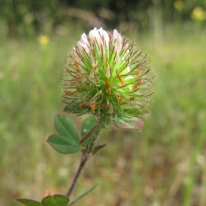  - Trifolium lappaceum L. [1753]