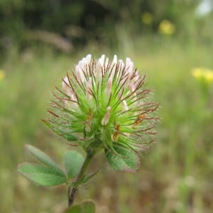  - Trifolium lappaceum L. [1753]