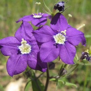 Photographie n°209224 du taxon Legousia speculum-veneris (L.) Chaix [1785]