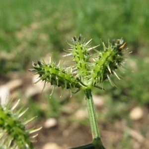 Photographie n°209228 du taxon Caucalis platycarpos L. [1753]