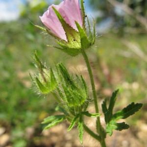 Photographie n°209231 du taxon Althaea hirsuta L. [1753]