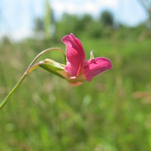 Photographie n°209233 du taxon Lathyrus nissolia L. [1753]