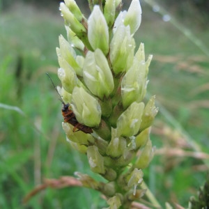 Astragalus cicer L. (Astragale pois-chiche)