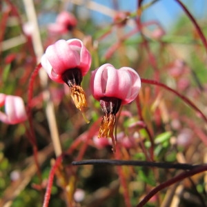 Photographie n°209238 du taxon Vaccinium oxycoccos L. [1753]