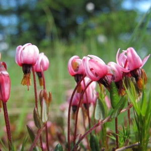 Oxycoccus palustris Pers. (Canneberge)