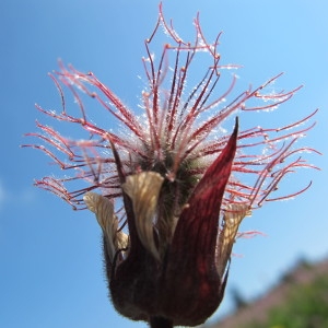 Photographie n°209242 du taxon Geum rivale L. [1753]