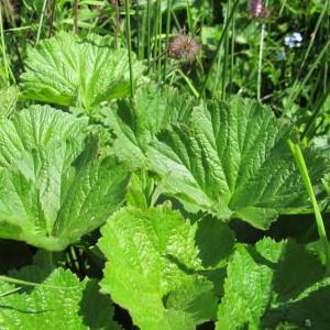 Photographie n°209245 du taxon Geum rivale L. [1753]