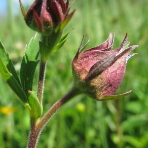 Photographie n°209246 du taxon Potentilla palustris (L.) Scop. [1771]