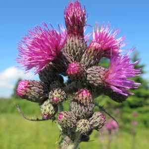 Photographie n°209249 du taxon Cirsium palustre (L.) Scop. [1772]