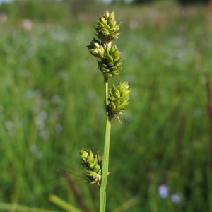 Carex canescens L. (Laiche blanchâtre)