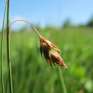 Carex limosa L. (Laiche des bourbiers)