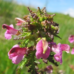 Pedicularis palustris L. (Pédiculaire des marais)