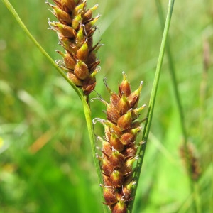  - Carex lasiocarpa Ehrh. [1784]