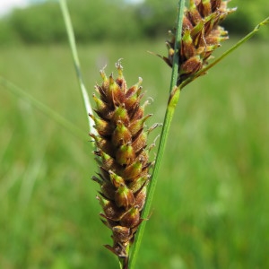 Carex splendida Willd. (Laiche à fruits velus)