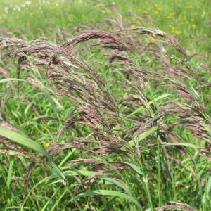  - Calamagrostis canescens (Weber) Roth [1789]