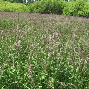  - Calamagrostis canescens (Weber) Roth [1789]