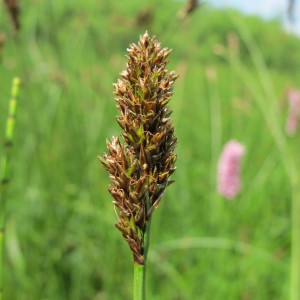 Photographie n°209271 du taxon Carex diandra Schrank [1781]