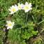  Hugues Tinguy - Pulsatilla alpina subsp. alpina