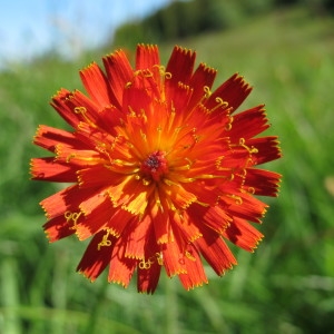 Hieracium aurantiacum subsp. flammans Nägeli & Peter (Piloselle orangée)