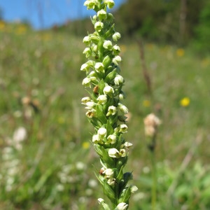 Photographie n°209282 du taxon Pseudorchis albida subsp. albida