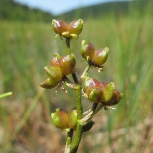 Papillaria palustris (L.) Dulac (Scheuchzérie des marais)