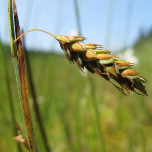 Photographie n°209293 du taxon Carex limosa L. [1753]