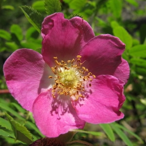 Rosa cinnamonea var. globosa Desv. (Églantier à fruits pendants)