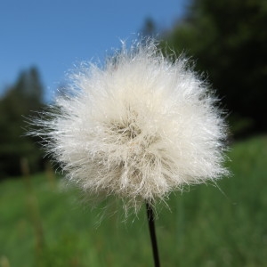  - Eriophorum vaginatum L. [1753]