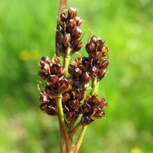  - Luzula sudetica (Willd.) Schult. [1814]
