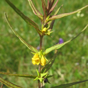 Melampyrum sylvaticum L. (Mélampyre des bois)