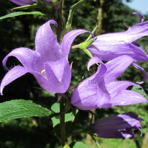 Photographie n°209319 du taxon Campanula latifolia L. [1753]