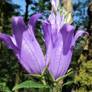 Photographie n°209320 du taxon Campanula latifolia L. [1753]