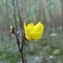  Hugues Tinguy - Utricularia vulgaris L. [1753]