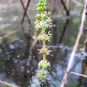  - Myriophyllum verticillatum L. [1753]