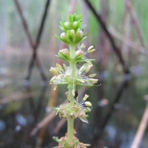  - Myriophyllum verticillatum L. [1753]