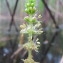  Hugues Tinguy - Myriophyllum verticillatum L. [1753]