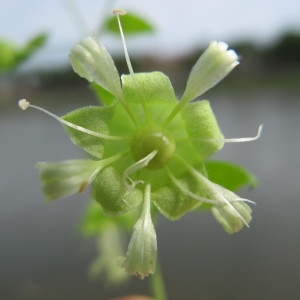 Photographie n°209328 du taxon Cucubalus baccifer L. [1753]